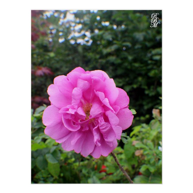 Póster Uma Única Flor Rosa (Frente)
