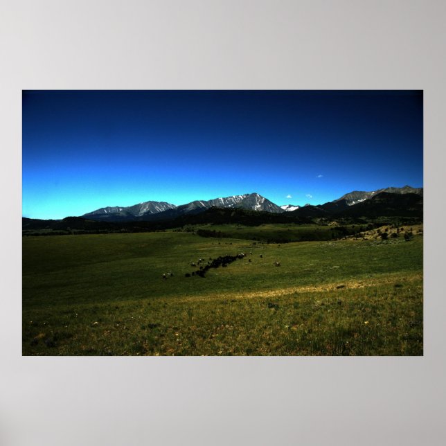 Poster Uma Unidade de Bovinos Montana (Frente)