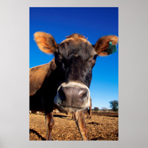 Poster Uma vaca do jérsei que é inquisidora