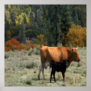 Poster Uma vaca e seu bezerro.....
