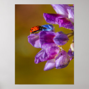 Poster Uma vida inseto.