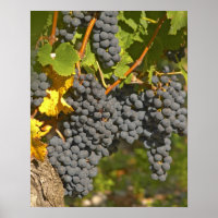 Uma videira com cachos de uvas Merlot maduras - Ca