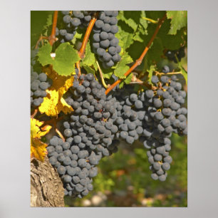 Poster Uma videira com cachos de uvas Merlot maduras - Ca