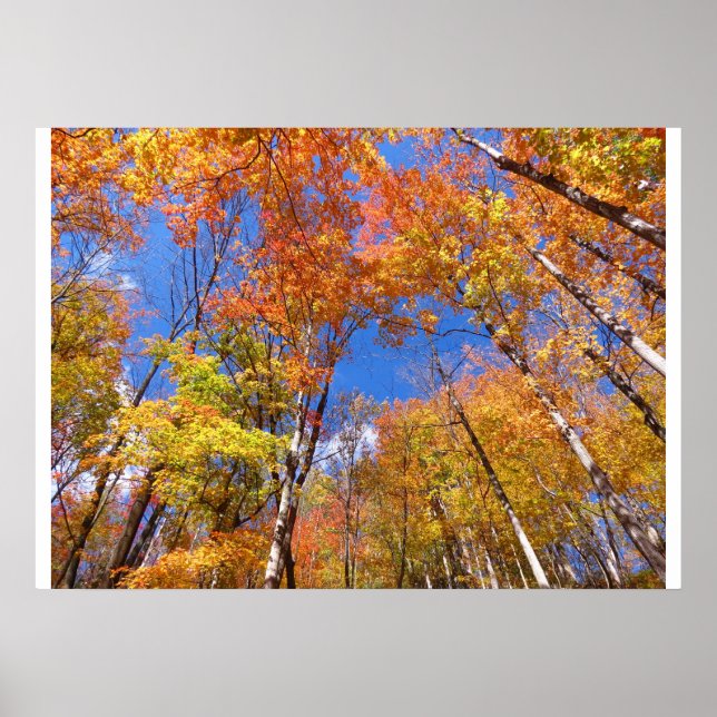 Póster Uma visão de queda (Frente)