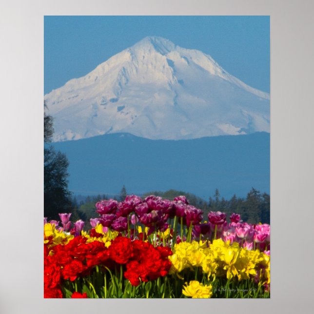 Poster uma vista comprimida do Mt Hood, Oregon e tulipa (Frente)
