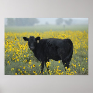 Poster Uma vitela entre os girassóis do Nebraska