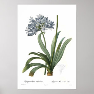Póster Umbellatus do Agapanthus
