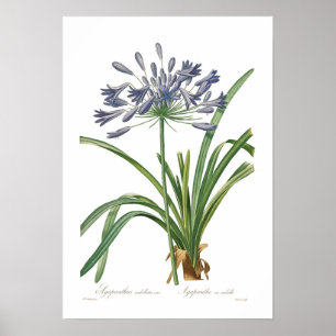 Póster Umbellatus do Agapanthus