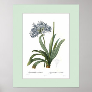 Póster Umbellatus do Agapanthus, beira feita sob