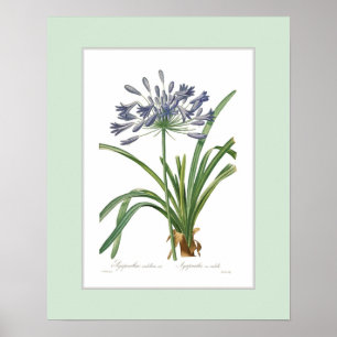 Póster Umbellatus do Agapanthus, beira feita sob