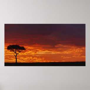 Poster Umbrella Thorn Acacia, Acacia tortilis, 2