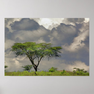 Póster Umbrella Thorn Acacia, Acacia tortilis e 2