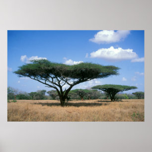 Póster Umbrella Thorn Acacia (Acacia tortilis), Mkuze