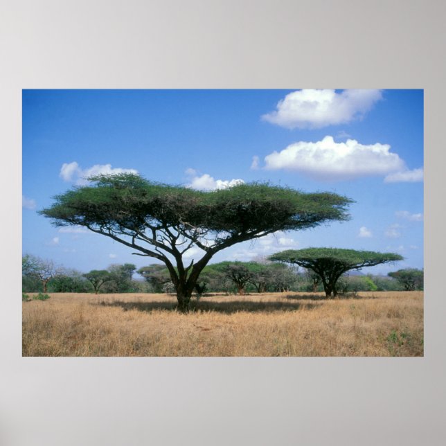 Póster Umbrella Thorn Acacia (Acacia tortilis), Mkuze (Frente)