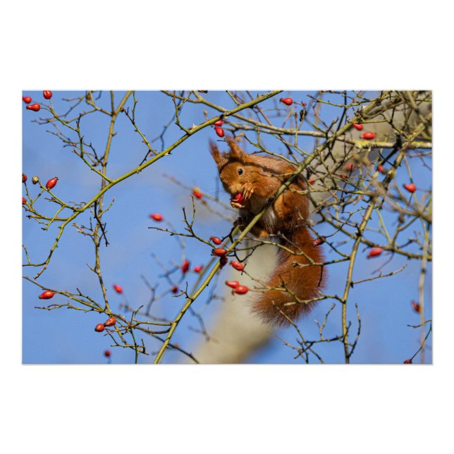 Póster Un écureuil roux (squirrel) (Frente)