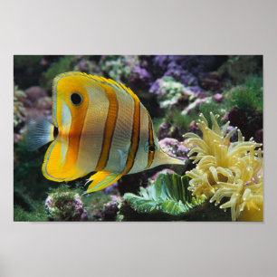 Poster Underwater Adventure