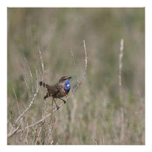 Une photo du gorgebleue à miroir