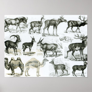 Poster Ungalata ou animais Hoofed
