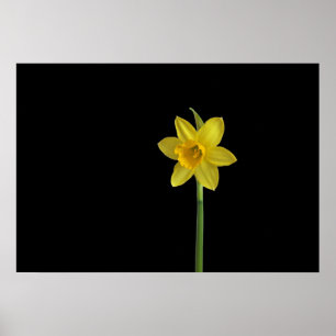 Poster Único daffodil