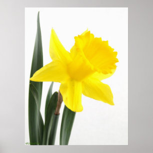 Póster Único Daffodil amarelo do narciso