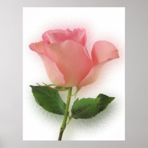Poster Único rosa do rosa