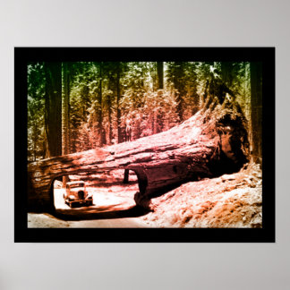 Póster Unidade de Parque Vintage Sequoia