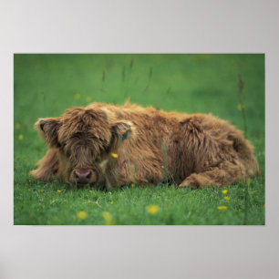 Poster United Kingdom, Scotland. Highland calf