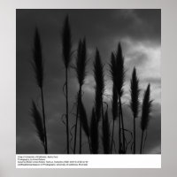 Universidade da Califórnia, Papais noeis Cruz, Ans