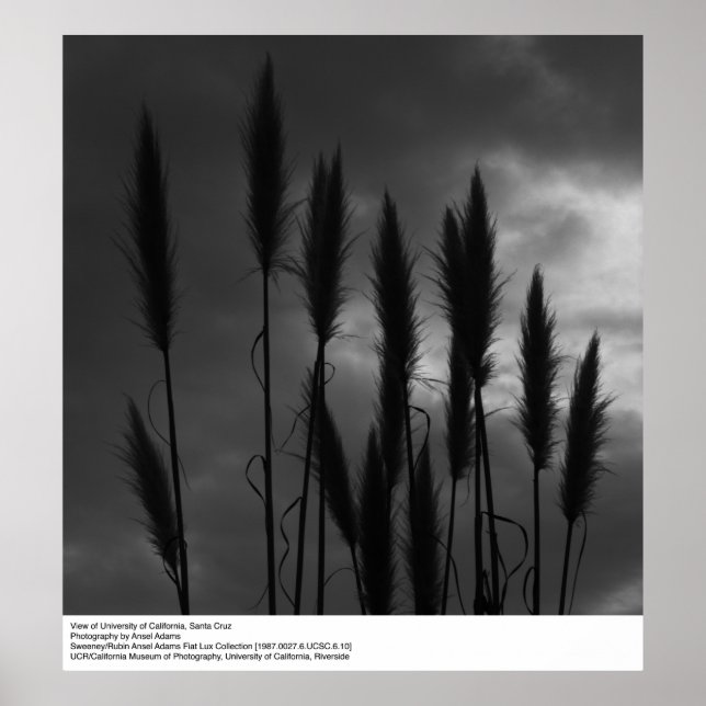 Poster Universidade da Califórnia, Papais noeis Cruz, Ans (Frente)