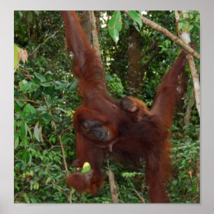 Póster Uns mãe e bebê animais selvagens