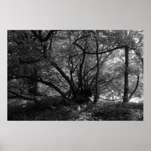 Póster Unusual Tree, Bute Park, Cardiff, Wales BW