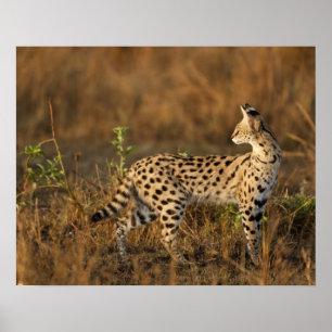 Poster Upper Mara, Reserva de Caça Masai Mara, Quênia,