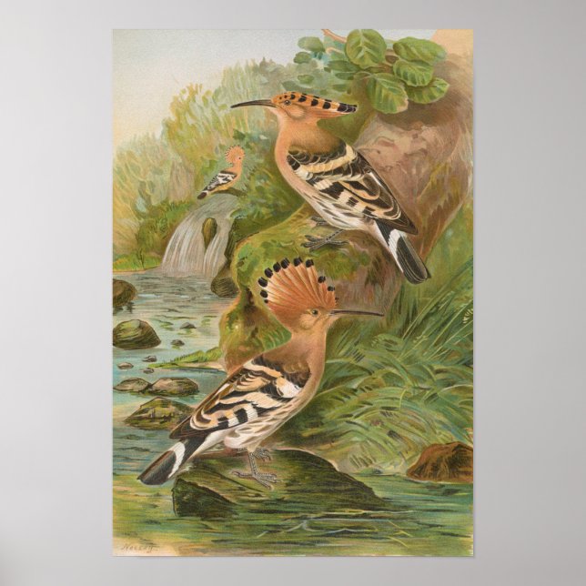 Poster Upupa epops por Johann Friedrich Naumann (Frente)