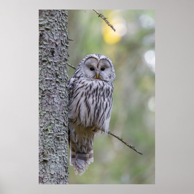Poster Ural Owl (Frente)