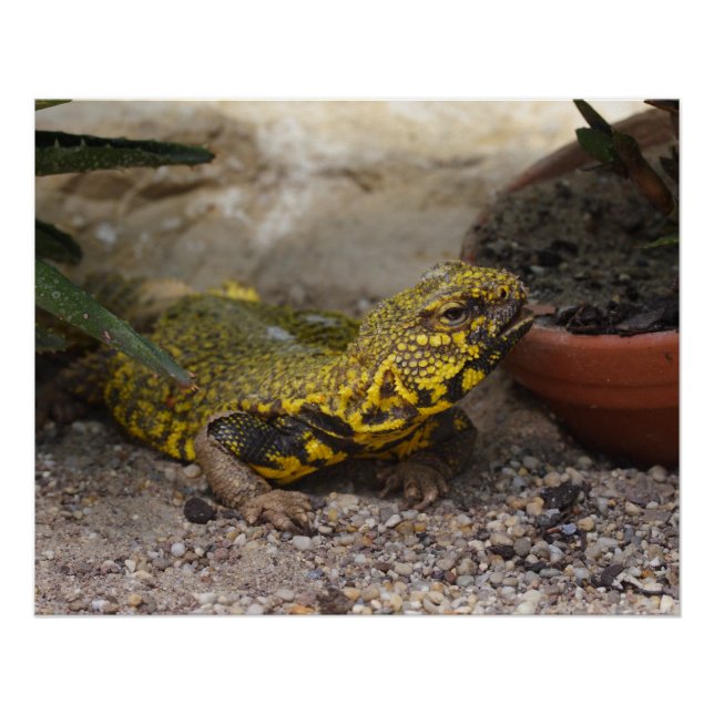 Póster Uromastyx geyri (Frente)