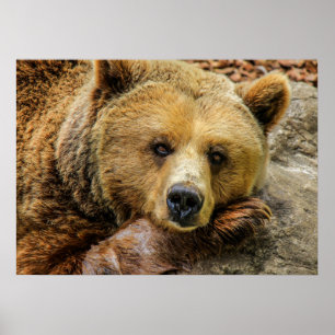 Póster Urso