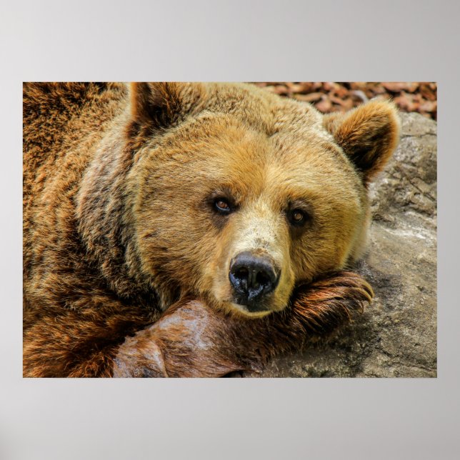 Póster Urso (Frente)