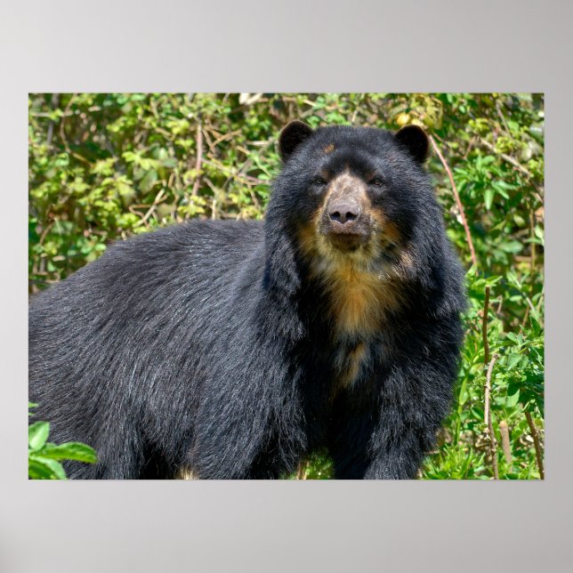 Poster Urso Andino de Fecho (Frente)