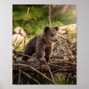Poster Urso Bebê Bonito em Florestas