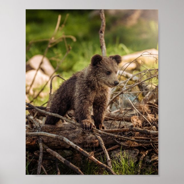Poster Urso Bebê Bonito em Florestas (Frente)