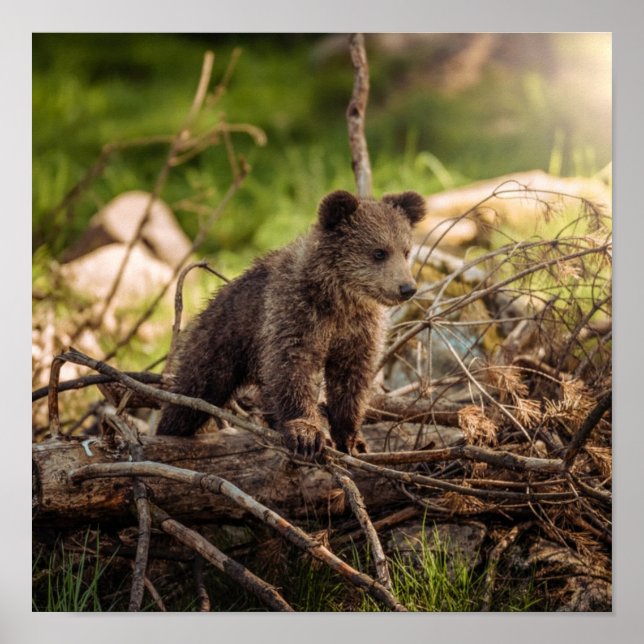Poster Urso Bebê Bonito em Florestas (Frente)