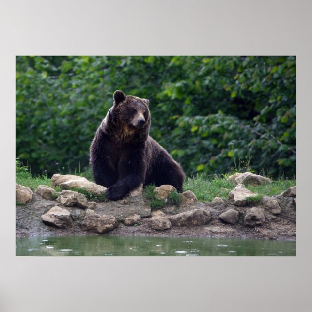 Póster Urso castanho (Frente)
