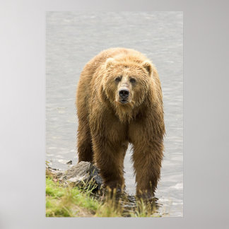 Poster Urso Castanho