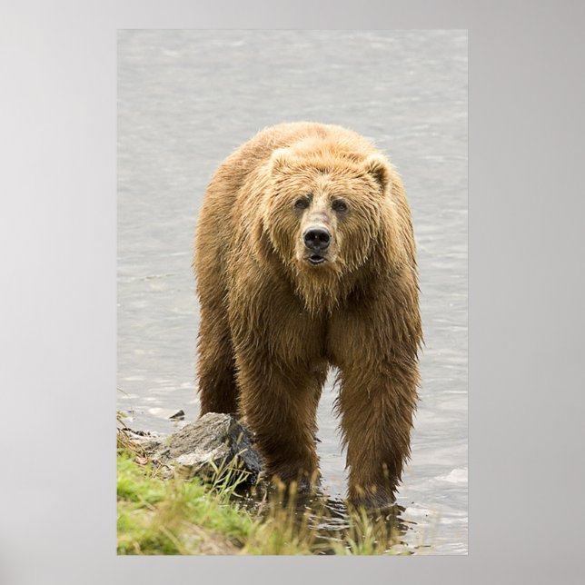 Poster Urso Castanho (Frente)