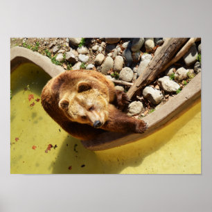 Poster Urso castanho