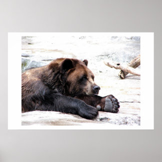 Poster Urso Castanho
