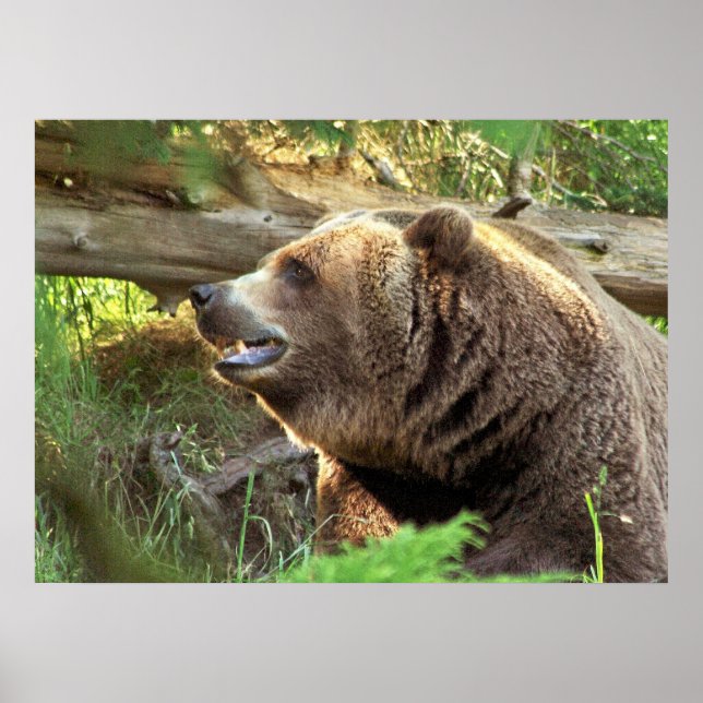 Póster Urso Castanho (Frente)