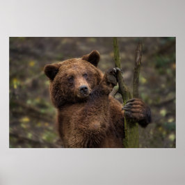 Poster Urso Castanho De Todas As Peças E Garras