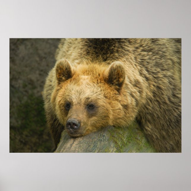 Poster Urso Castanho Descansado (Frente)