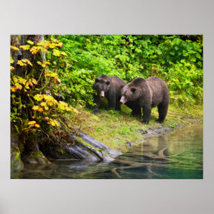 Poster Urso Castanho e Cubo Hyder, Alaska